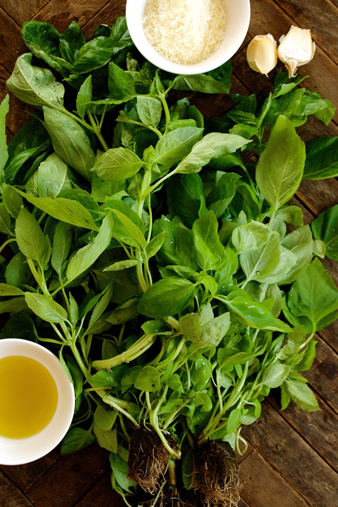 Italian Chicken with Basil Pesto & Grape Tomatoes ciaochowbambina.com