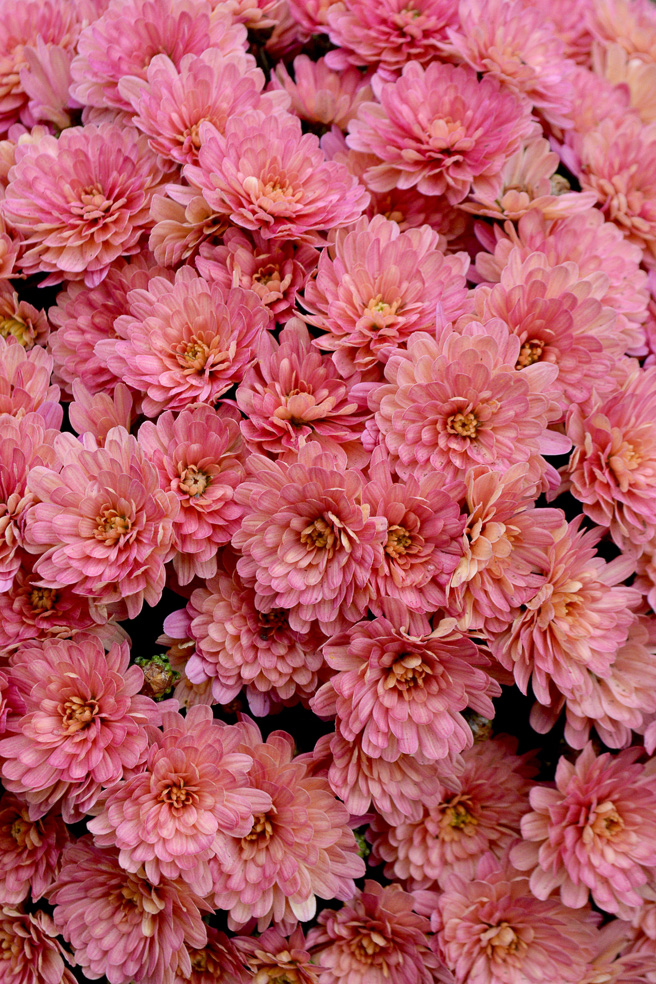 Spicy Pickled Red Onions www.ciaochowbambina.com