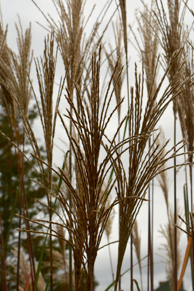 Spicy Pickled Red Onions www.ciaochowbambina.com