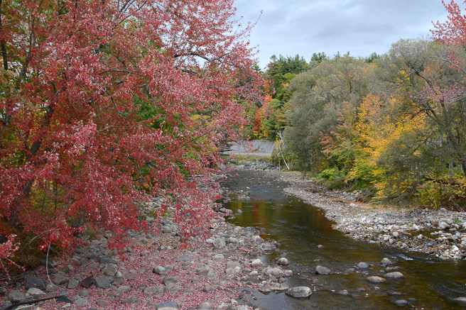 Spicy Pickled Red Onions www.ciaochowbambina.com