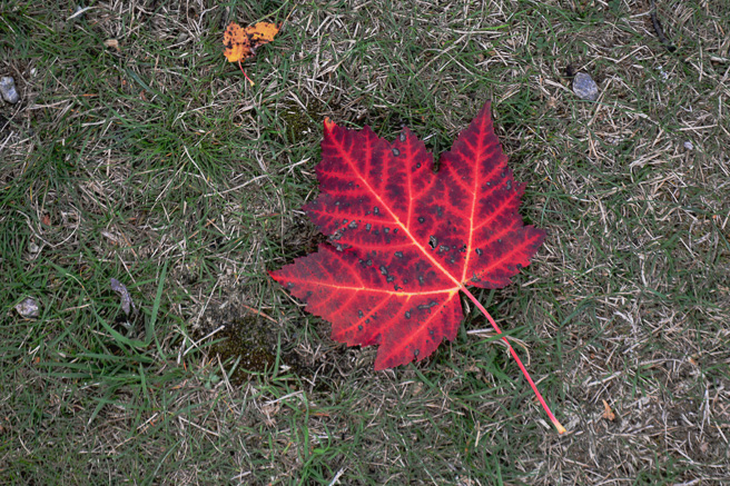 Spicy Pickled Red Onions www.ciaochowbambina.com