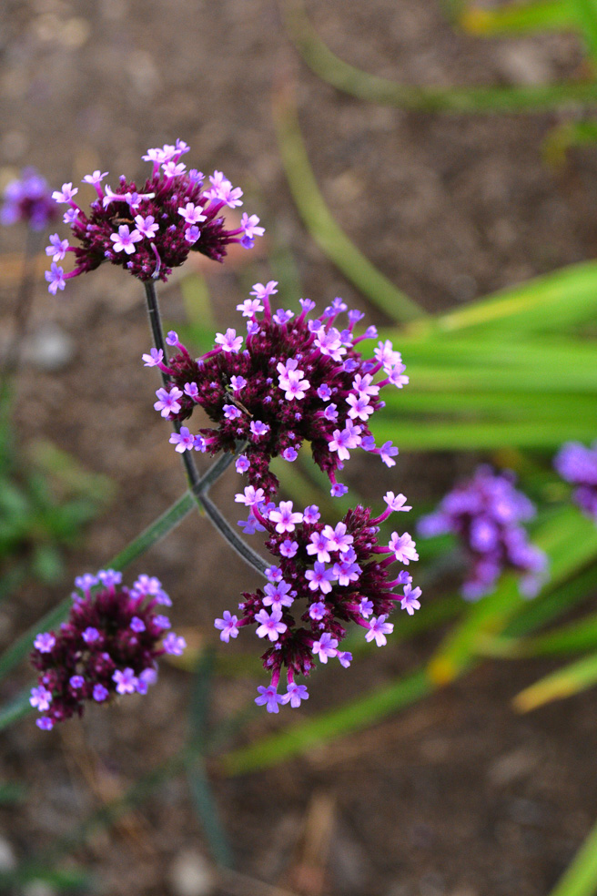 Spicy Pickled Red Onions www.ciaochowbambina.com