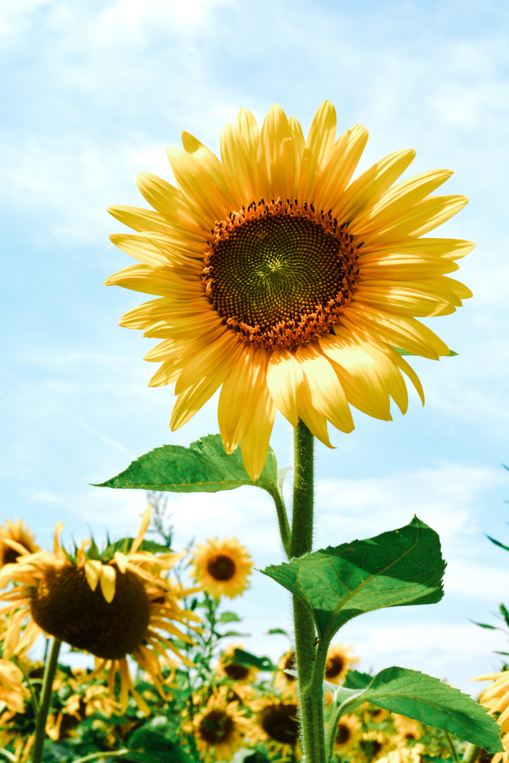 Soul Snacks: Simple Pleasures